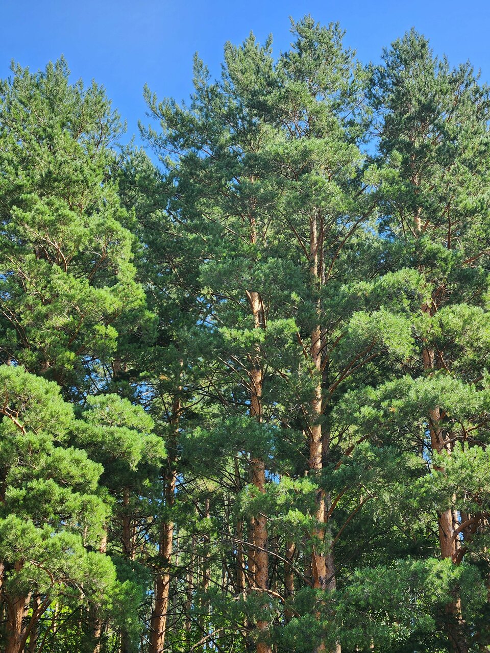 Санаторий Эдем Белокуриха-94